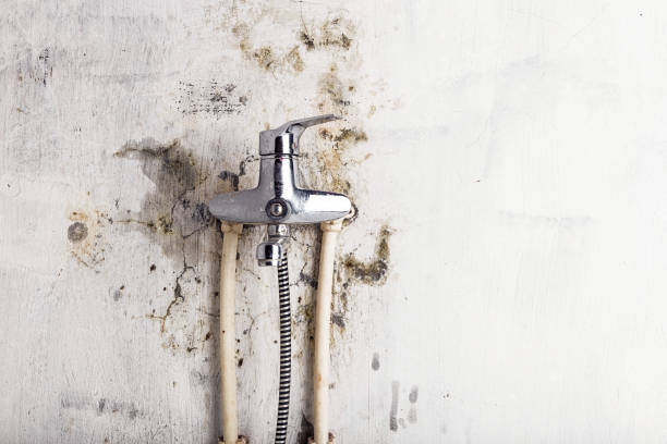 Office Mold Removal Services in Brooklyn, NY
