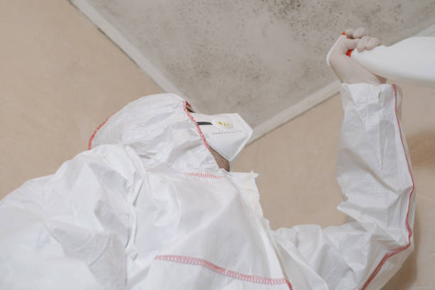 Attic Mold Removal in Brooklyn, NY