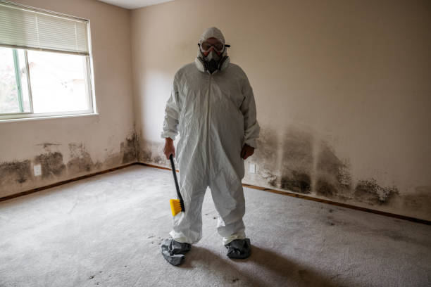 Best Attic Mold Removal  in Brooklyn, NY